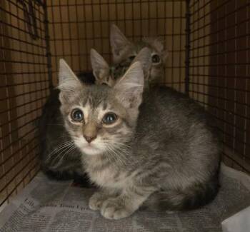 Louise -  Domestic Short Hair Cat for Adoption in Austin, Texas - Louise | PetCurious