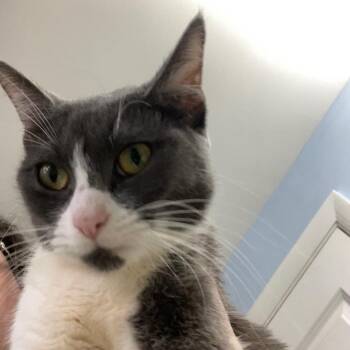 Domestic Short Hair Cats Available for Adoption in Skokie, Illinois - Mara | PetCurious