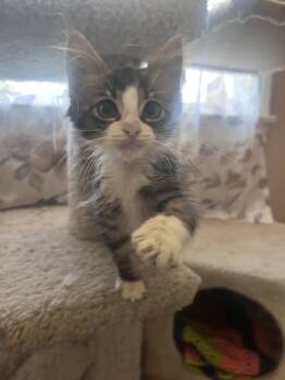 Duckie -  Domestic Medium Hair Cat for Adoption in Mount Pleasant, Texas - Duckie | PetCurious