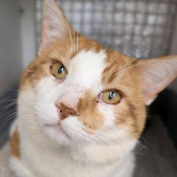 Domestic Short Hair Cats Available for Adoption - Carlos | PetCurious
