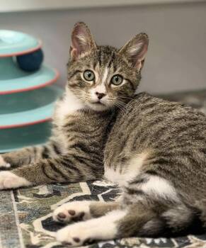 Wimbledon -  Domestic Short Hair Cat for Adoption in Fort Lauderdale, Florida - Wimbledon | PetCurious