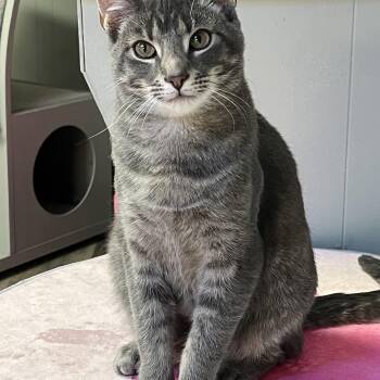 Domestic Short Hair Cats Available for Adoption - Blue | PetCurious