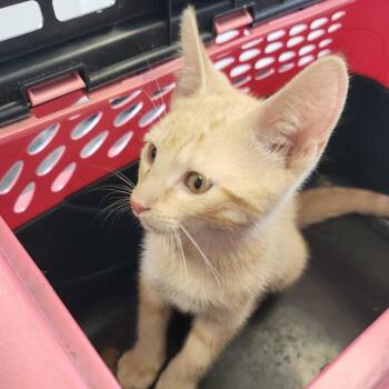 Domestic Short Hair Cats Available for Adoption in Clearwater, Florida - Tangerine | PetCurious