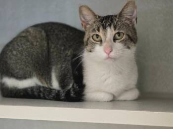 Nymph -  Domestic Short Hair Cat for Adoption in Viroqua, Wisconsin - Nymph | PetCurious