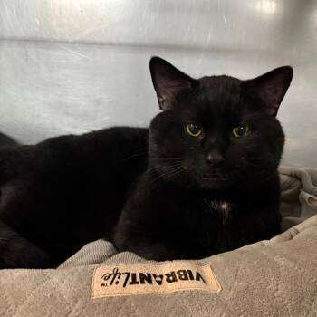 Domestic Short Hair Cats Available for Adoption - Merlin | PetCurious