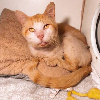 Rescue Domestic Short Hair Cats for Adoption in South Elgin, Illinois - Zombie | PetCurious