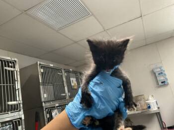 Rescue Domestic Short Hair Cats for Adoption in San Bernardino, California - JANA | PetCurious