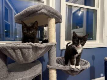Sakura (f) & Zenzi (m) -  Domestic Short Hair Cat Available for Adoption in Chicopee, Massachusetts - Sakura (f) & Zenzi (m) | PetCurious