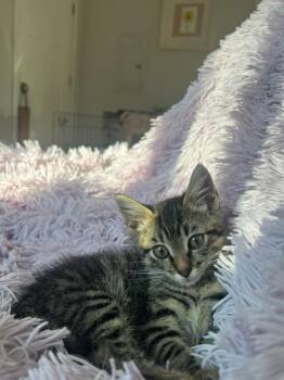 Rescue Tabby Cats for Adoption in Redmond, Washington - Ollie - Fun Male Tabby Kitten | PetCurious