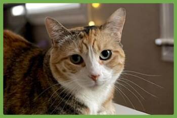 Philo -  Domestic Short Hair Cat for Adoption in Amherst, Massachusetts - Philo | PetCurious