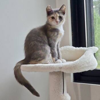 Grace Note -  Domestic Short Hair Cat for Adoption in Richmond, Virginia - Grace Note | PetCurious