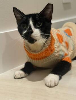 Rescue Domestic Short Hair Cats for Adoption in South Miami, Florida - Remy | PetCurious