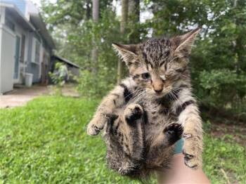 Rescue Domestic Short Hair Cats for Adoption in Houston, Texas - A638050 | PetCurious