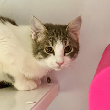 Rescue Domestic Short Hair Cats for Adoption in Santa Fe, New Mexico - Piccolo | PetCurious