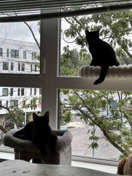 Honeycrisp and Crunchwrap -  Domestic Short Hair Cat for Adoption in Seattle, Washington - Honeycrisp And Crunchwrap | PetCurious