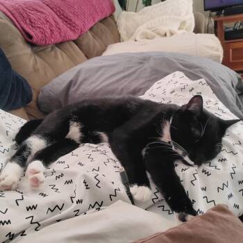 Domestic Short Hair Cats Available for Adoption - Bella | PetCurious