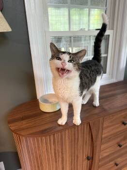 Tippy -  Domestic Short Hair Cat for Adoption in New Milford, Connecticut - Tippy | PetCurious