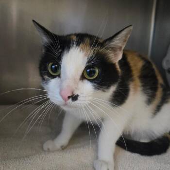 Angelica -  Domestic Short Hair Cat Available for Adoption in Murray, Utah - Angelica | PetCurious