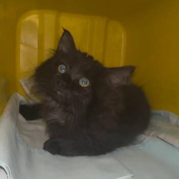 Ink Blob -  Domestic Long Hair Cat for Adoption in Manhattan, Kansas - Ink Blob | PetCurious