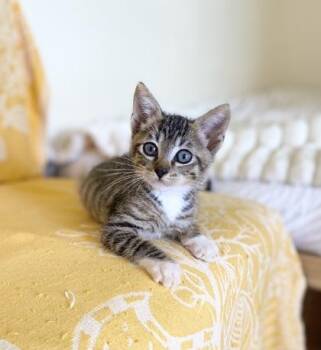 Bisco -  Domestic Short Hair Cat for Adoption in Honolulu, Hawaii - Bisco | PetCurious