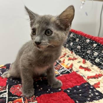 Rescue Domestic Short Hair Cats for Adoption in Graham, Washington - BOOTS | PetCurious