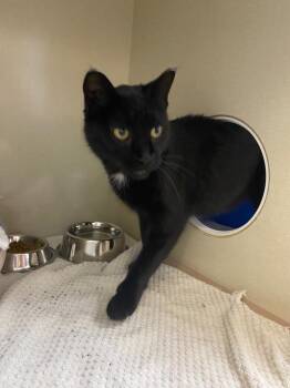 Adelaide Purrmann -  Domestic Short Hair Cat for Adoption in Winnipeg, Manitoba - Adelaide Purrmann | PetCurious