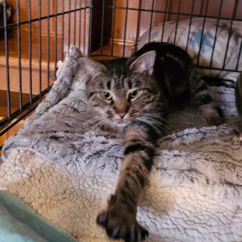 Rescue Domestic Short Hair Cats for Adoption in Middletown, New York - Ali Cat | PetCurious