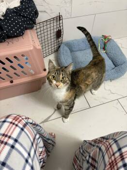 Domestic Short Hair Cats Available for Adoption in Holbrook, New York - KHALEESI | PetCurious