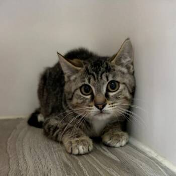 Charlie Kelly -  Domestic Short Hair Cat for Adoption in State College, Pennsylvania - Charlie Kelly | PetCurious