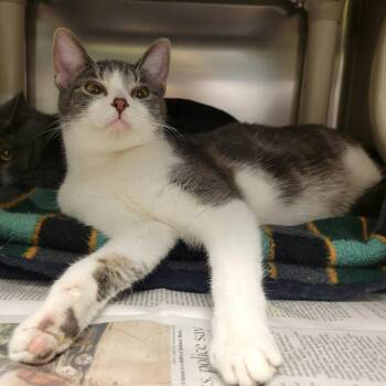 Willow -  Domestic Short Hair Cat for Adoption in Columbia, Missouri - Willow | PetCurious