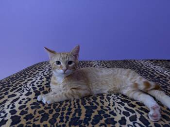 Cash -  Tabby Cat for Adoption in San Antonio, Texas - Cash | PetCurious
