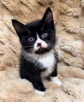 Loki -  Domestic Short Hair Cat for Adoption in Salt Lake City, Utah - Loki | PetCurious