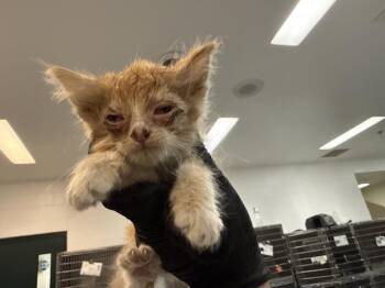 A1926623 -  Domestic Short Hair Cat for Adoption in Thousand Palms, California - A1926623 | PetCurious