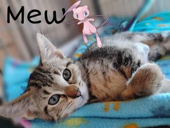 Mew -  Tabby Cat for Adoption in Saginaw, Michigan - Mew | PetCurious