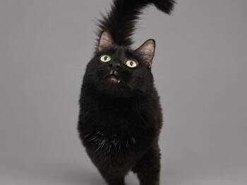 Alexander - Fluffy Handsome Boy -  Maine Coon and Domestic Medium Hair Cat for Adoption in League City, Texas - Alexander - Fluffy Handsome Boy | PetCurious