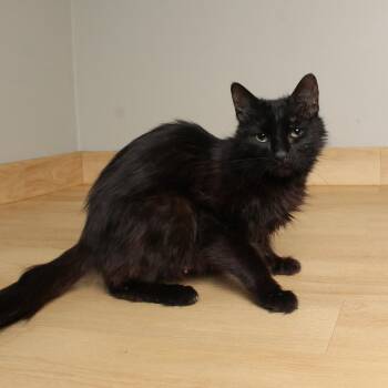 Domestic Medium Hair Cats Available for Adoption in Minnetonka, Minnesota - Astrid C69212 | PetCurious