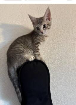 Mia -  Domestic Short Hair Cat for Adoption in Mustang, Oklahoma - Mia | PetCurious