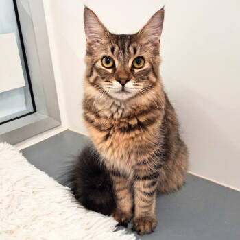 Rescue Maine Coon and Domestic Long Hair Cats for Adoption in St. Cloud, Florida - Princess | PetCurious