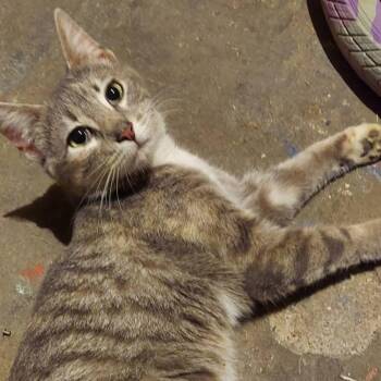 Domestic Short Hair Cats Available for Adoption in Tipton, Indiana - Lark | PetCurious