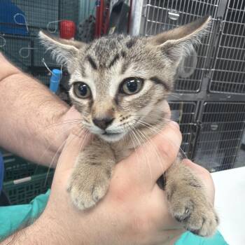 Sparkler -  Domestic Short Hair Cat for Adoption in Port Charlotte, Florida - Sparkler | PetCurious