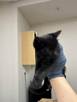 Marzipan -  Domestic Short Hair Cat for Adoption in Sacramento, California - Marzipan | PetCurious