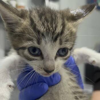 Starfish -  Domestic Short Hair Cat for Adoption in Summerville, South Carolina - Starfish | PetCurious