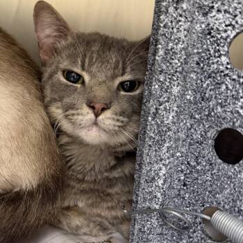 Domestic Short Hair Cats Available for Adoption - Bulgarian Split Squat (23) | PetCurious