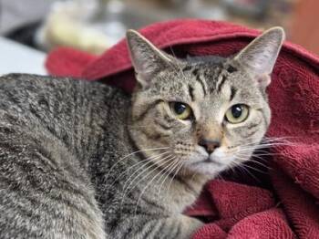 Domestic Short Hair Cats Available for Adoption in Westland, Michigan - Mike | PetCurious