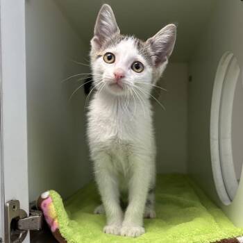 Scuba -  Domestic Short Hair Cat for Adoption in Naperville, Illinois - Scuba | PetCurious