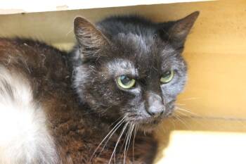 Domestic Medium Hair Cats Available for Adoption in Pierceton, Indiana - Hershey | PetCurious