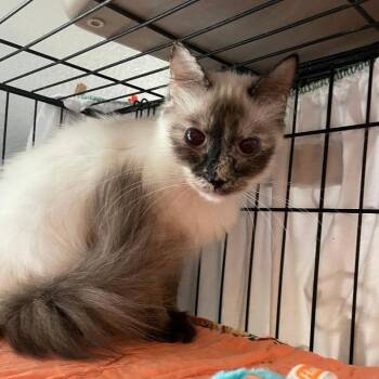 Princess Margaret -  Siamese Cat Available for Adoption in North Myrtle Beach, South Carolina - Princess Margaret | PetCurious