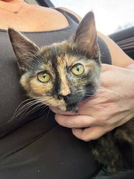 Domestic Short Hair Cats Available for Adoption in Kimberlin Heights, Tennessee - Shark | PetCurious