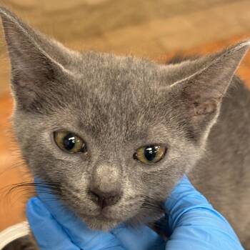 Patch -  Domestic Short Hair Cat for Adoption in Birmingham, Alabama - Patch | PetCurious