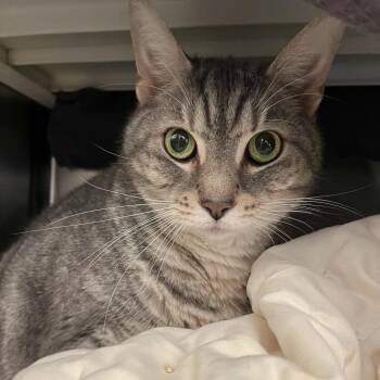 Rengar -  Domestic Short Hair Cat for Adoption in Pittsburgh, Pennsylvania - Rengar | PetCurious